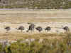 More Rheas.JPG (191353 bytes)