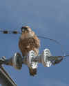 UnIdentifiedHawk.JPG (114357 bytes)