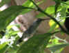 Oasis Hummingbird.JPG (159466 bytes)