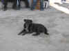 dog1.JPG (109493 bytes)