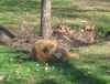 dog2.JPG (216202 bytes)
