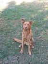 dog3.JPG (198065 bytes)