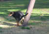 dog4.JPG (139406 bytes)