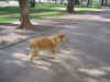 dog5.JPG (115932 bytes)