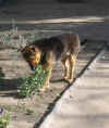 dog6.JPG (128002 bytes)