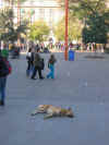 dog8.JPG (138900 bytes)